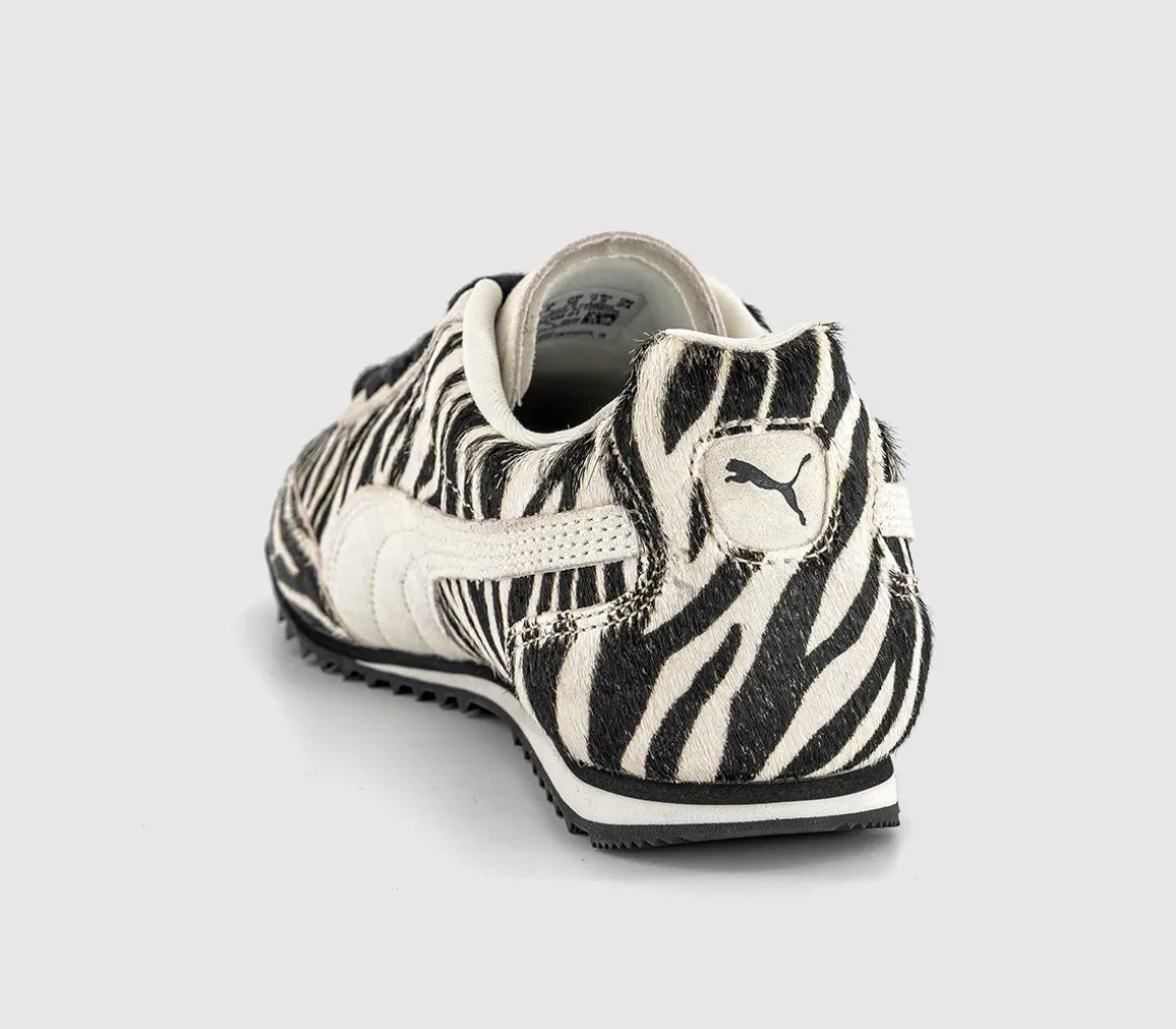 Arizona Trainers